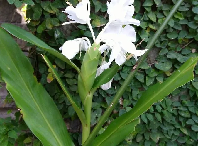 D'tegale * Cepaka